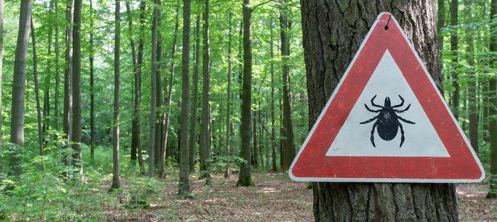 Identifying Tick Bites